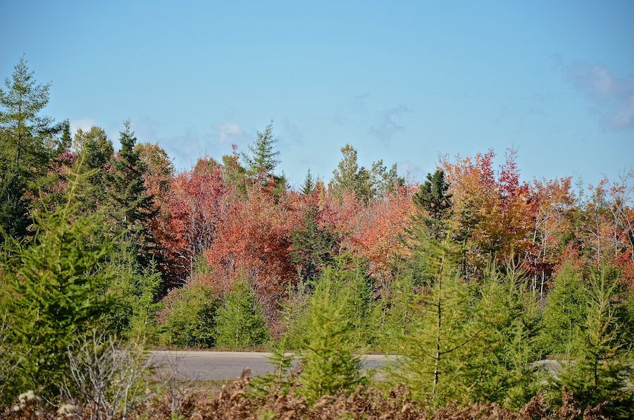 Colours in the trees on the far side of the Margaree Airport runway