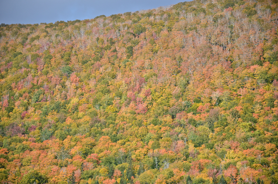 Close-up of the trees on the Highland above Marsh Brook Road