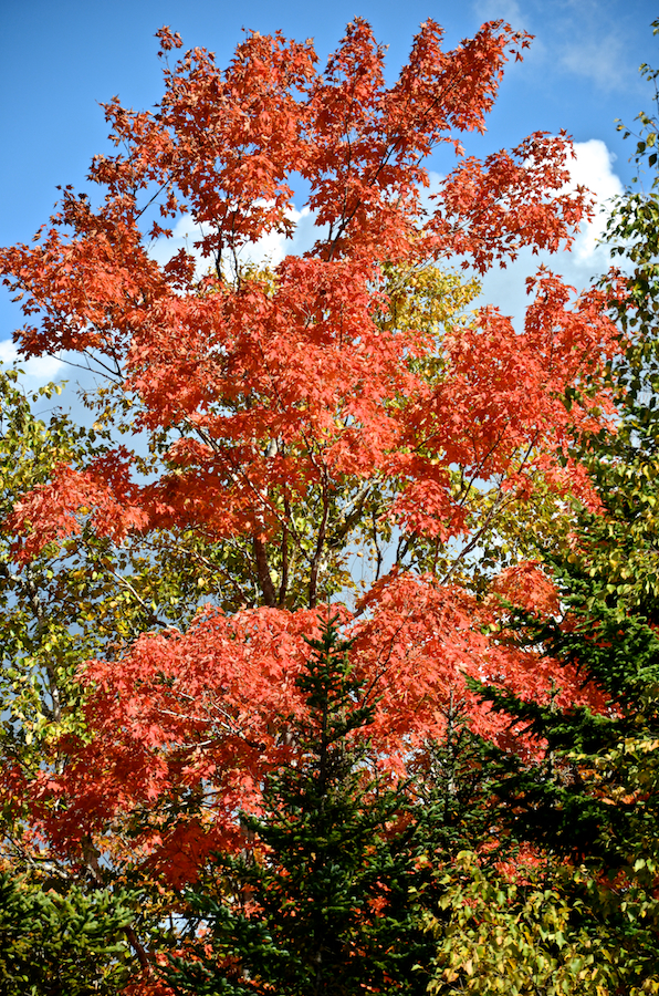 Red maple along Marsh Brook Road