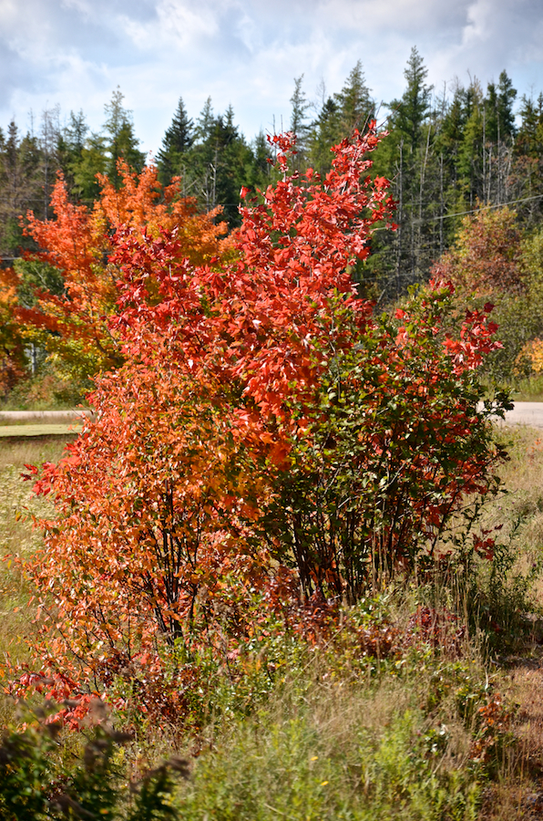 Maples in the morning sun at the junction of the Marsh Brook and West Big Intervale Roads