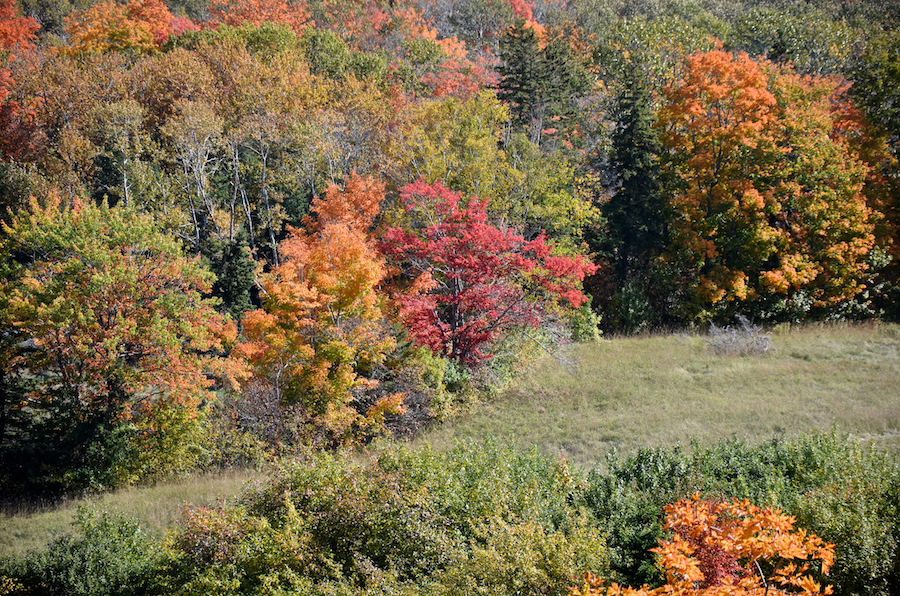 Trees below the West Big Intervale Road