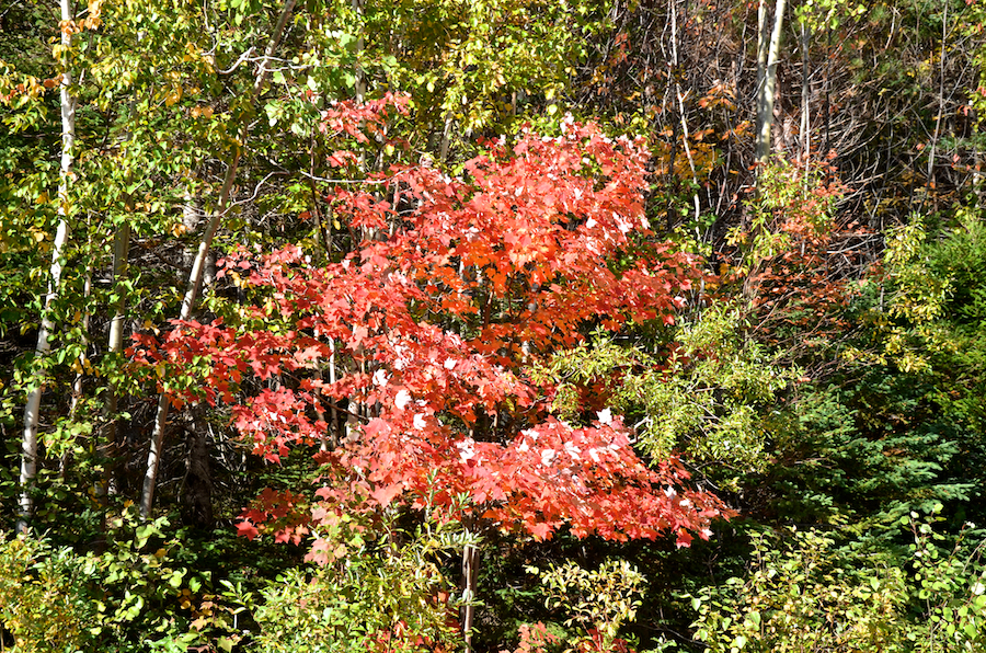 Small red maple at the side of the West Big Intervale Road