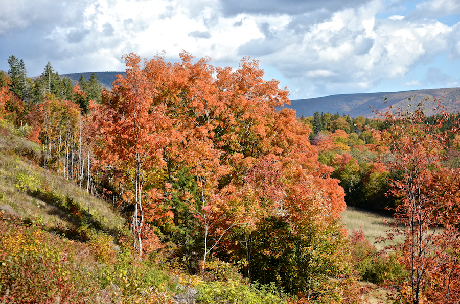 Orange maples below the West Big Intervale Road