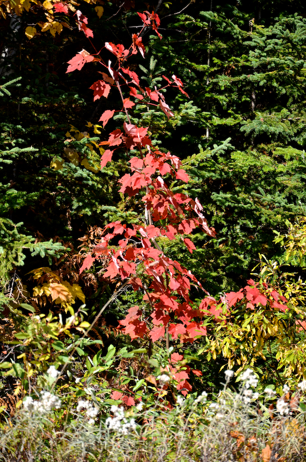 Young red maple at the side of the West Big Intervale Road