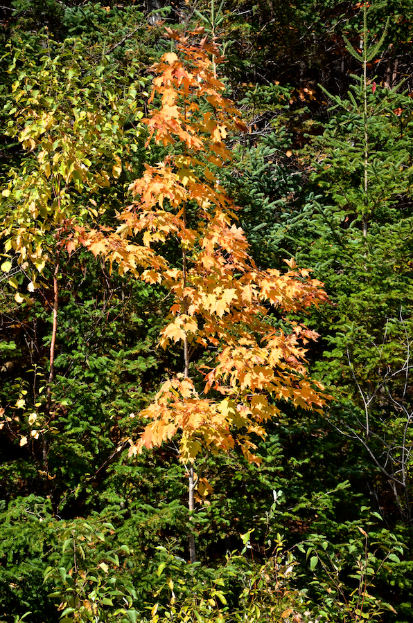 Young golden maple at the side of the West Big Intervale Road