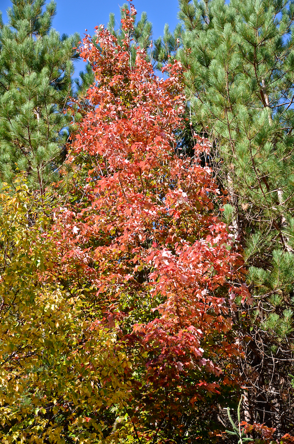 Red maple at the side of the West Big Intervale Road