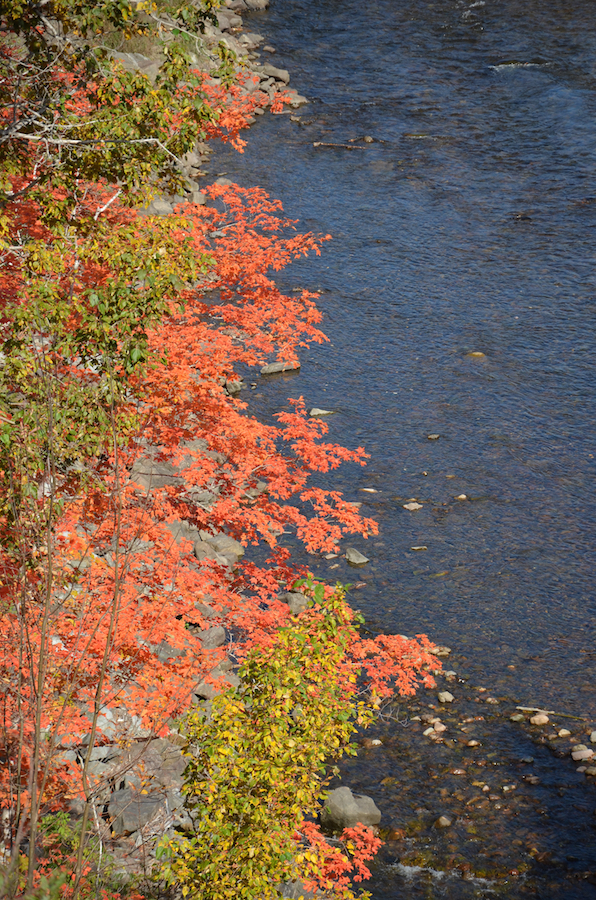 Red tree beside the Northeast Margaree River at the Portree Look-Off