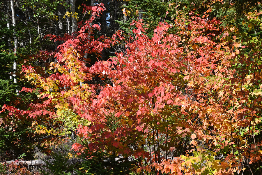 Lovely trees at the side of the East Big Intervale Road