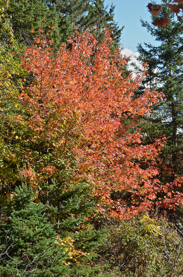 Red-orange tree at the side of the West Big Intervale Road