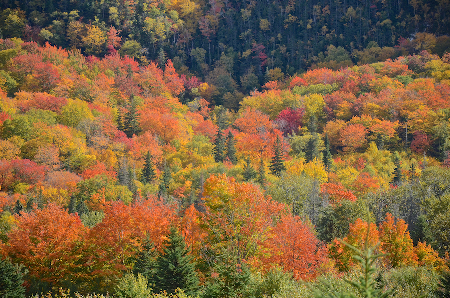 Close-up of the trees east of the West Big Intervale Road