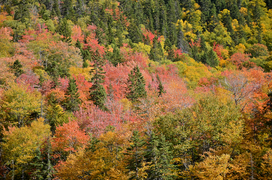 Colours on the Margaree Highlands above the Big Intervale Fishing Lodge