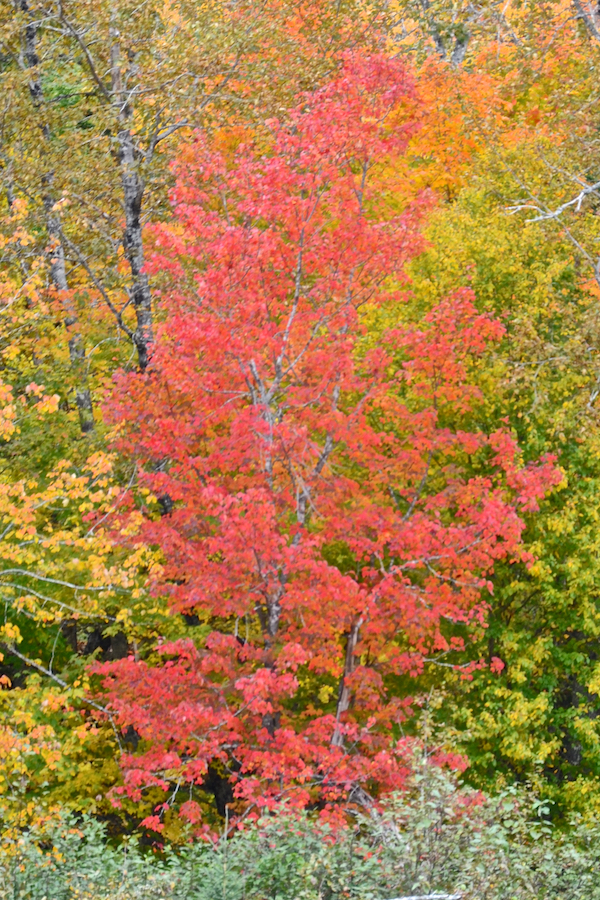 Red tree on the banks of the Northeast Margaree River