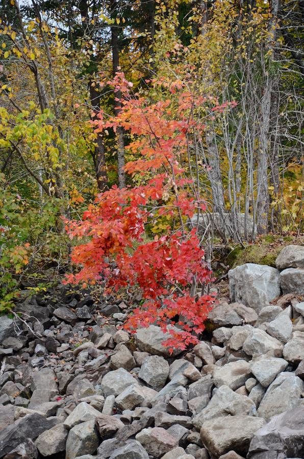 Colourful trees on the banks of the Northeast Margaree River