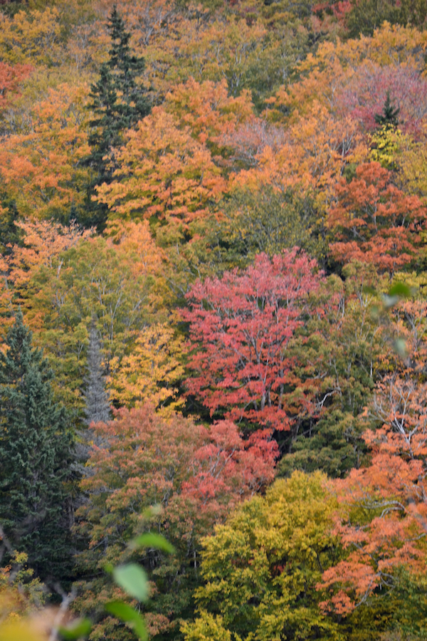 Colourful trees on MacLeods Mountain as seen from the East Big Intervale Road