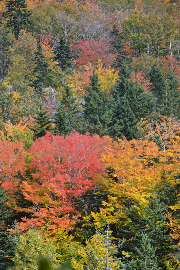Colourful trees on MacLeods Mountain as seen from the East Big Intervale Road