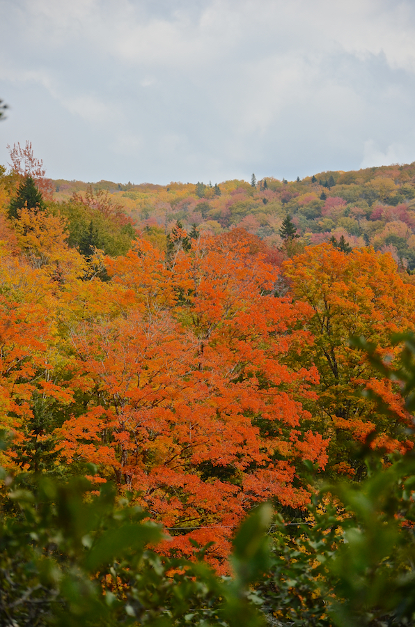 Colourful trees on MacLeods Mountain as seen from the East Big Intervale Road