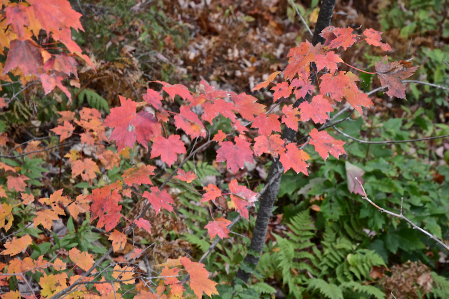 Red tree near the Ingram Brook bridge on the East Big Intervale Road south of Rivulet