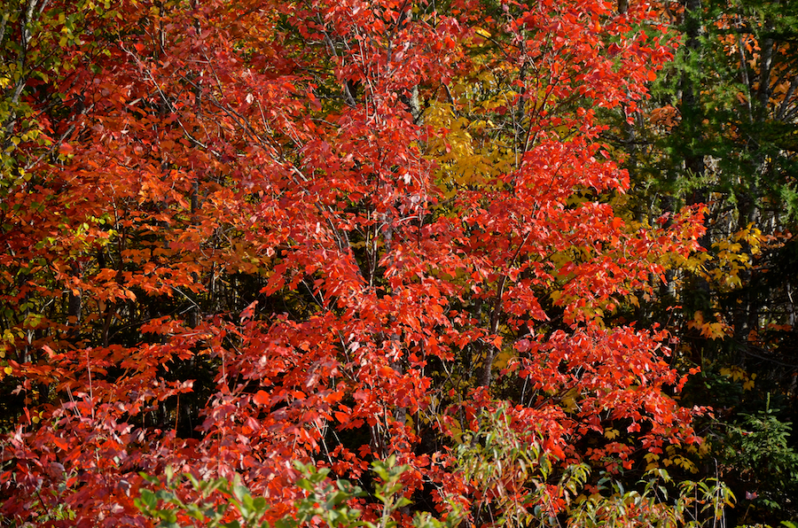 Red maples along the “Red Stretch”