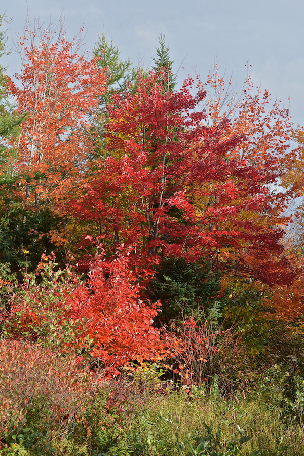 Colourful maples along the “Red Stretch”