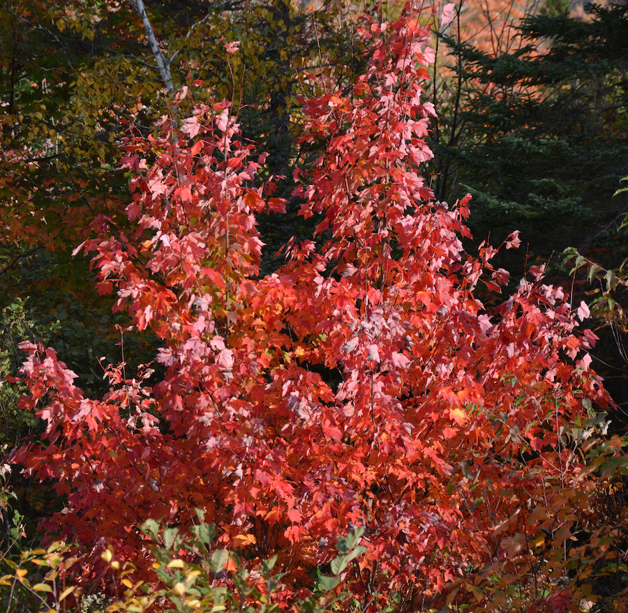 A red maple along the “Red Stretch”