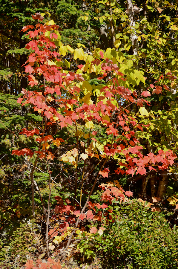 Red and yellow maples