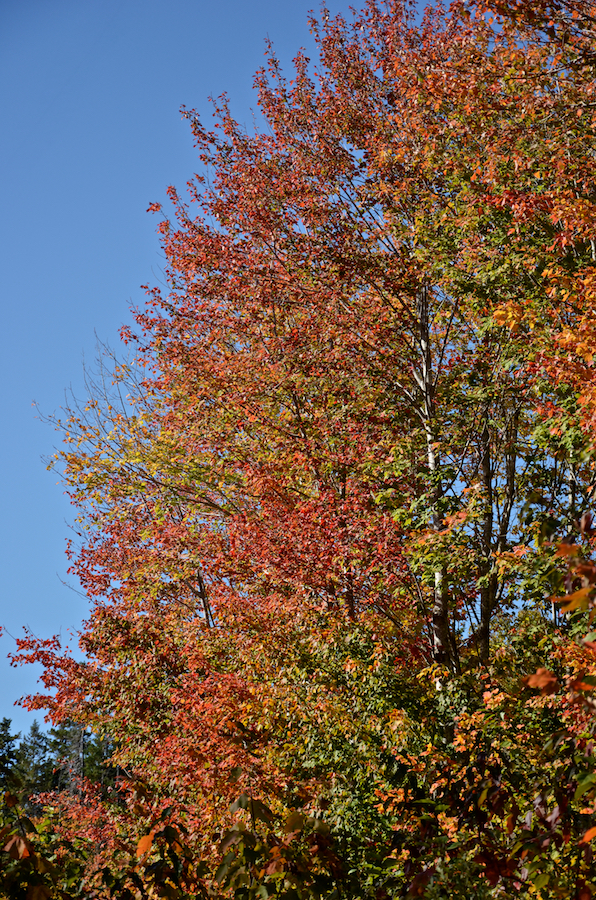 Red maples against a blue sky