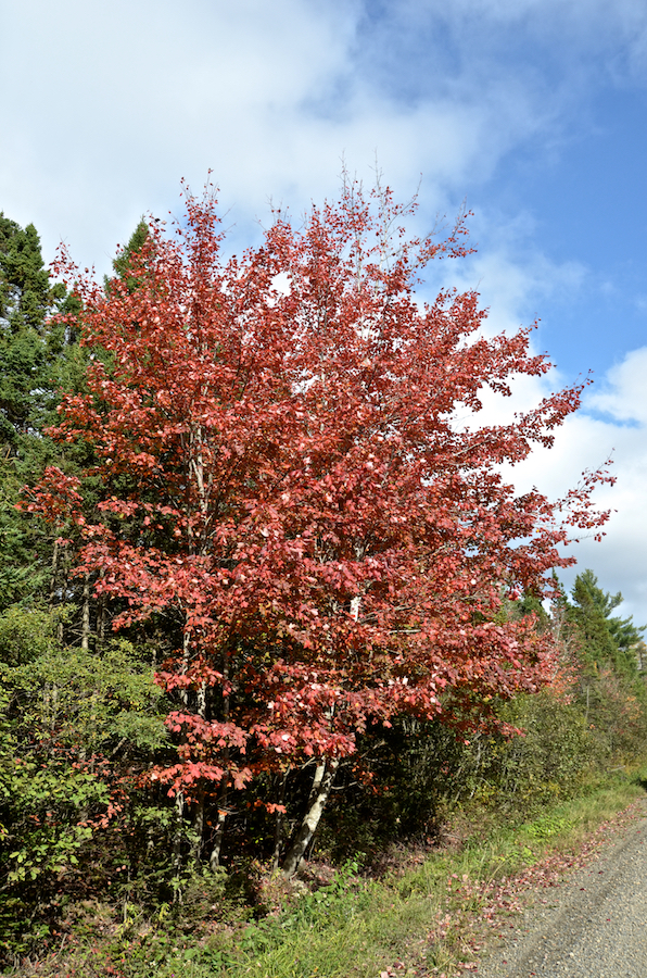 Red maple along the Glencoe Road