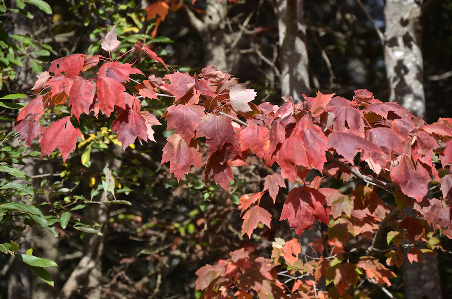 Close-up of red leaves on a maple along the Glencoe Road