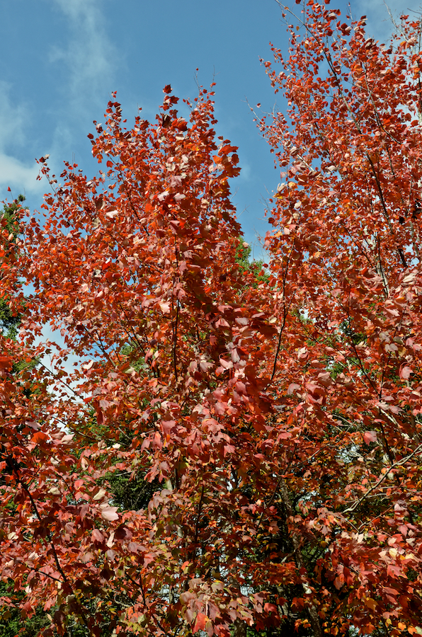 Red maples along the Glencoe Road