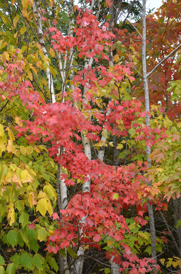 Red maple along the Upper Southwest Mabou Road