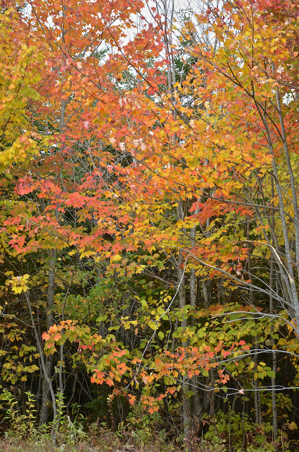 A medley of colours along the Upper Southwest Mabou Road