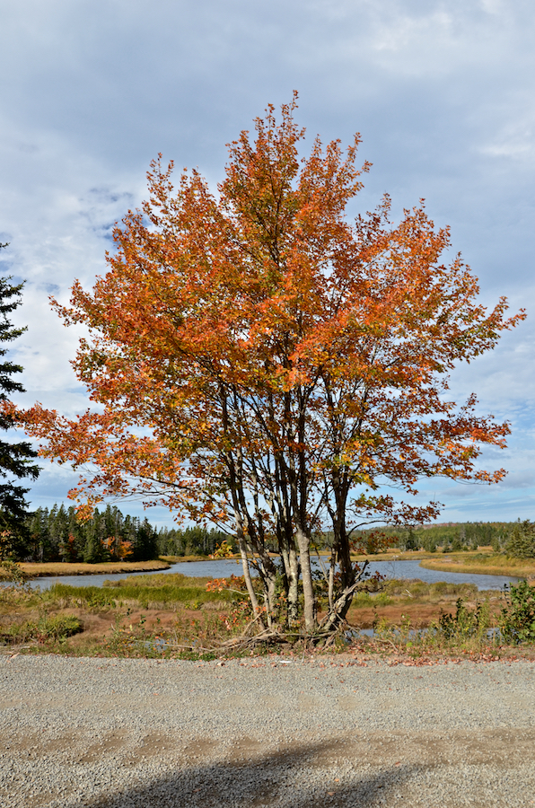 Stand of red-orange maples beside the River Tillard