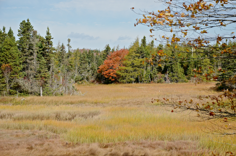 Red-orange maple along the River Tillard