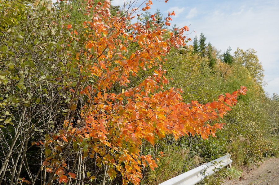 Red-orange-gold maple beside the bridge over East River Tillard