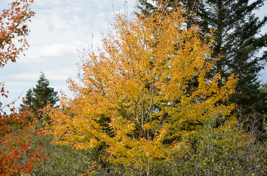 Yellow tree beside the bridge over East River Tillard