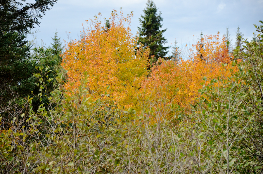 A stand of orange trees near the bridge over East River Tillard