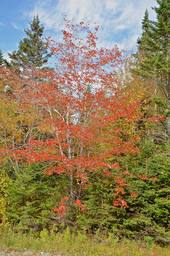 Red maple along Morrison Road