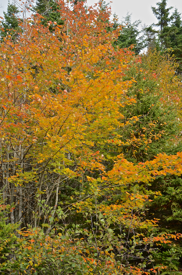 Changing tree along Morrison Road