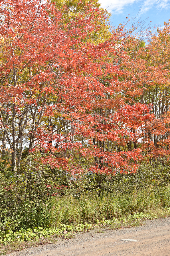 Maples along the Oban Road