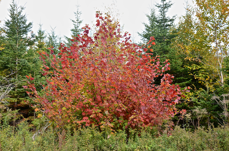 Red maple along the Salmon River Road