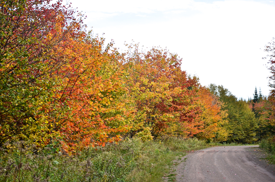 Closer view of the colourful trees along the Salmon River Road