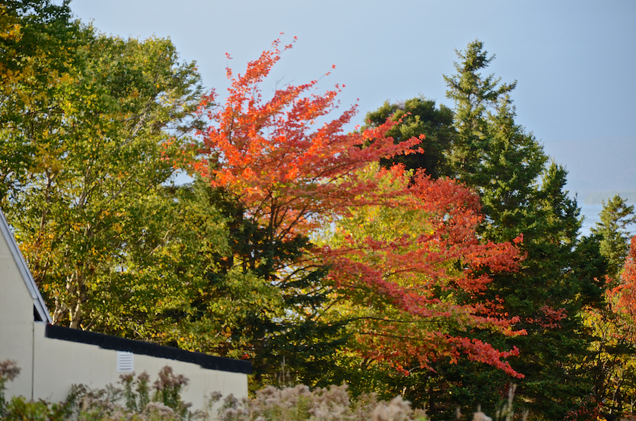 Red maple glowing in the sun at St Georges Channel