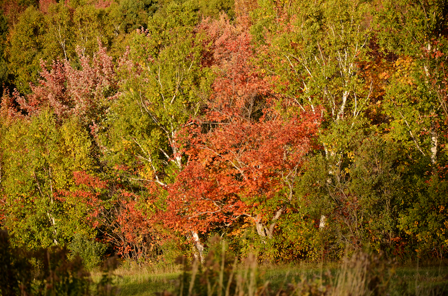 Red trees below the parking area at St Georges Channel Community Hall