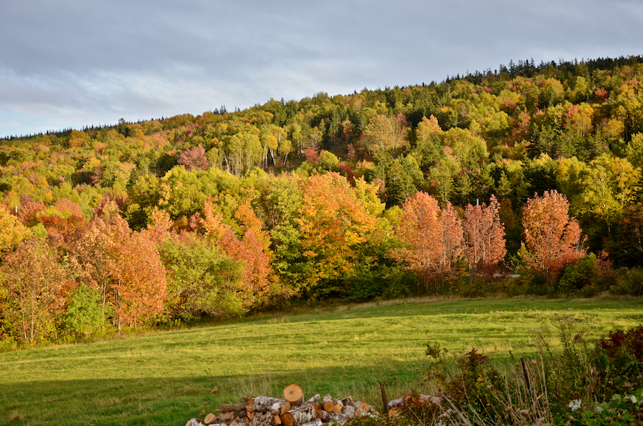 Hillside east of the parking area at St Georges Channel Community Hall