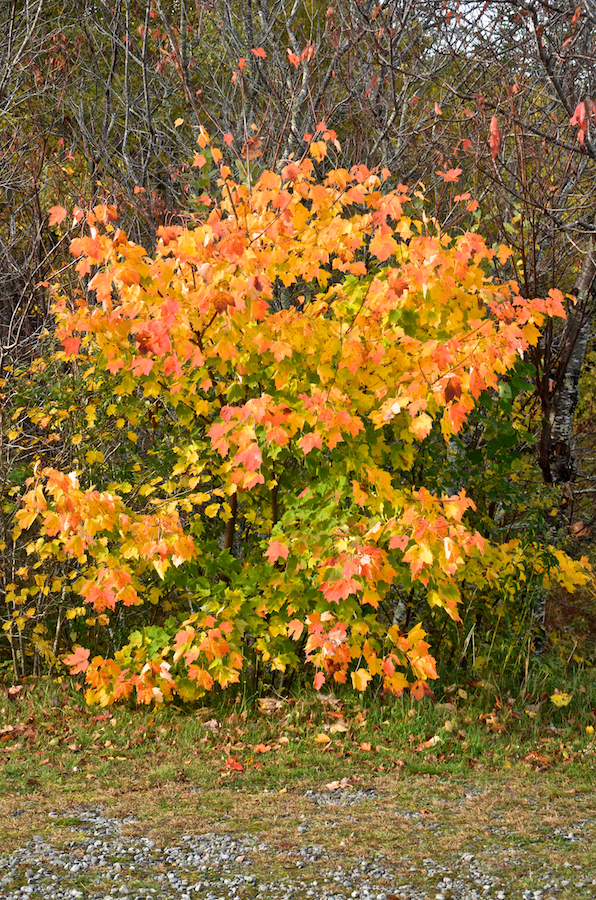 Colourful green/gold/orange/red maple along the driveway at the Margaree Riverview Inn