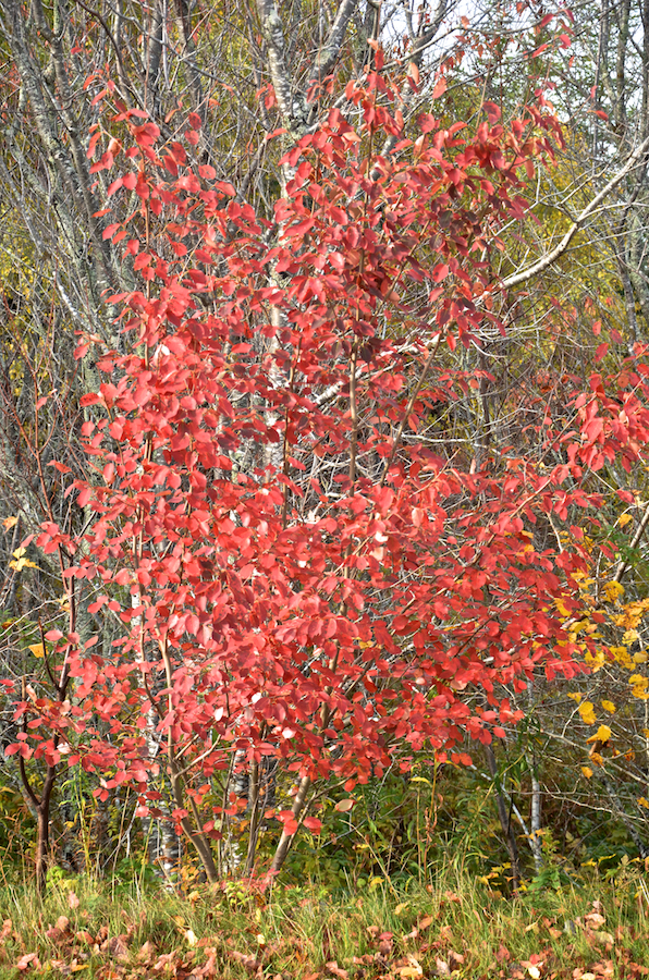 Red tree along the driveway at the Margaree Riverview Inn