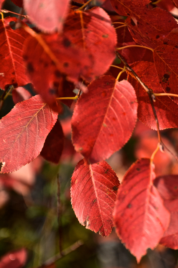 Close-up of the red leaves in the “pin cherry”