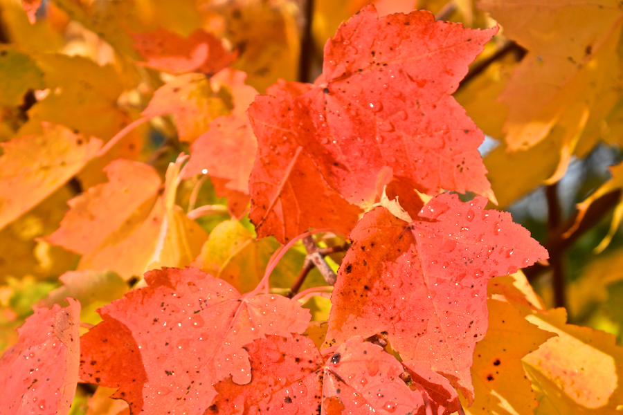 Close-up of the red leaves in a colourful maple tree
