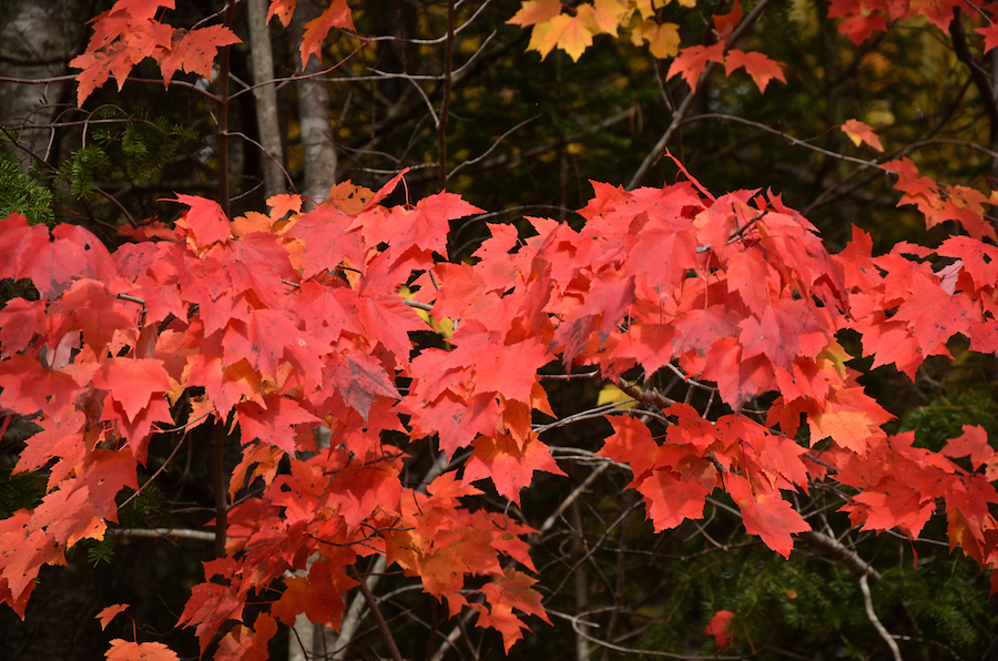 Amazing red leaves on a small maple in the sun along the Old Margaree Road