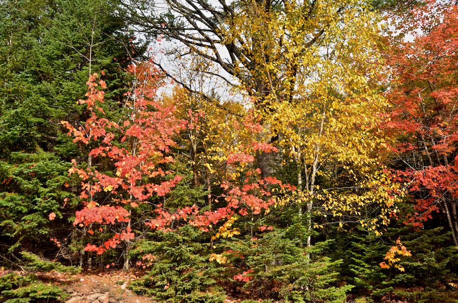 Colourful trees along the Old Margaree Road